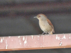 Cichladusa ruficauda