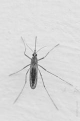 Aedes albifasciatus