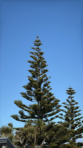 Araucaria heterophylla observed 2026-10-04