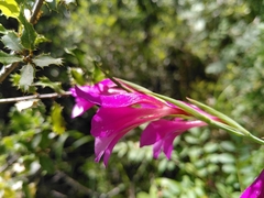 Gladiolus dubius
