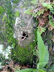 Fodina contigua