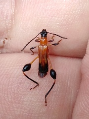 Merionoeda formosana