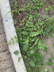 Erodium moschatum