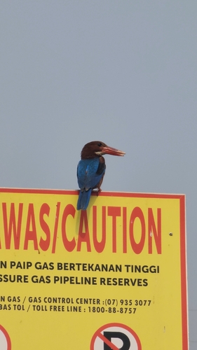 White-throated Kingfisher