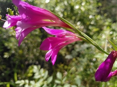 Gladiolus dubius