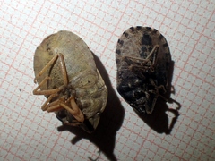 Eurygaster austriaca