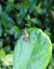 Cercidocerus erubescens