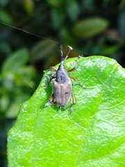 Cercidocerus erubescens