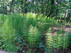 Equisetum sylvaticum