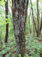 Quercus serrata