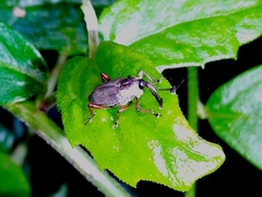Cercidocerus erubescens