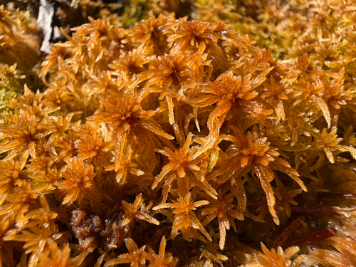 Sphagnum fuscum observed 2026-10-06