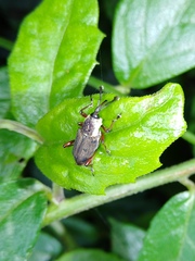 Cercidocerus erubescens