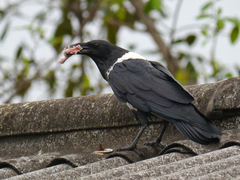 Corvus albus