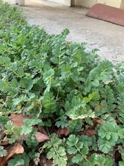 Erodium moschatum