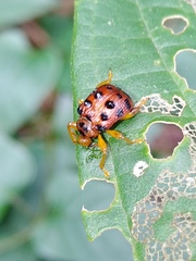 Agomadaranus pardaloides