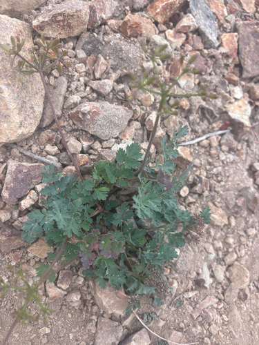 Lomatium martindalei, 2026-09-02