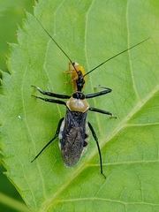 Biasticus flavinotus