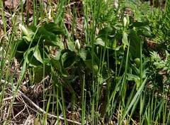 Trillium camschatcense