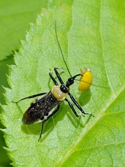 Biasticus flavinotus