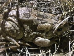 Sclerophrys xeros