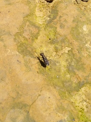 Cylindera kaleea angulimaculata