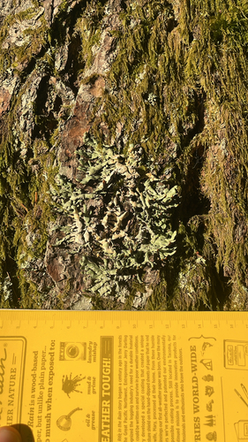 Hypogymnia enteromorpha observed 2026-10-06