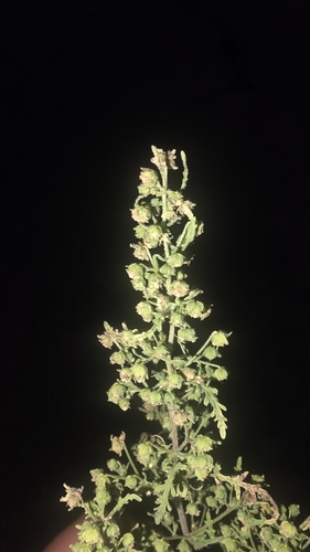 Ragged Marsh-elder