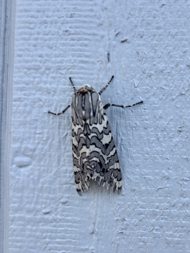 Painted Tiger Moth