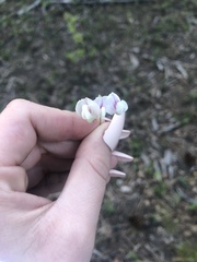 Lathyrus lanszwertii