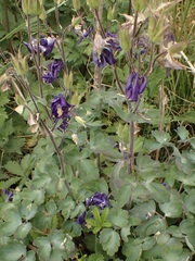 Aquilegia vulgaris