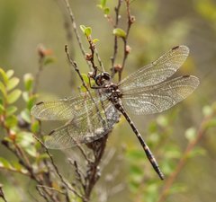 Archaeosynthemis leachii