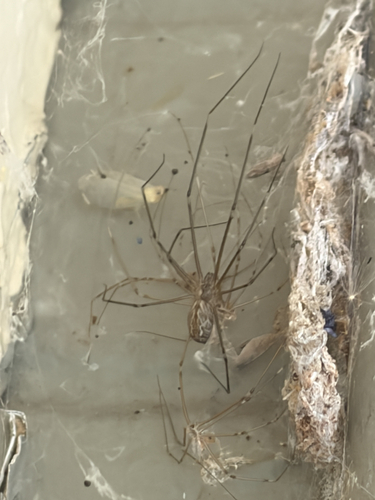 Marbled Cellar Spider