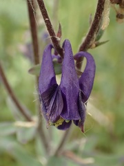 Aquilegia vulgaris