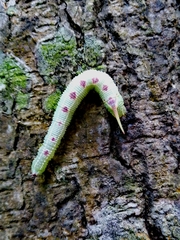 Cypoides chinensis