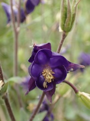 Aquilegia vulgaris