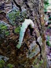 Cypoides chinensis