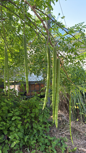 Moringa oleifera observed 2026-09-05