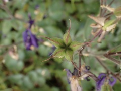 Aquilegia vulgaris