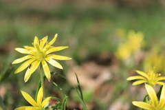 Gagea lutea
