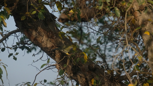 Yellow-footed Green Pigeon