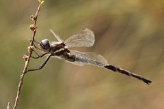 Archaeosynthemis leachii