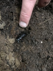 Plocamostethus planiusculus