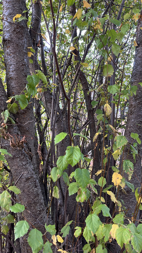 water birch