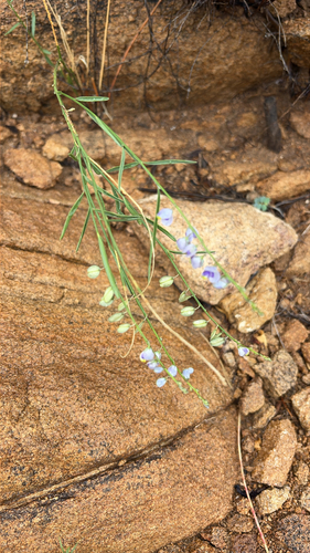 Blue Milkwort