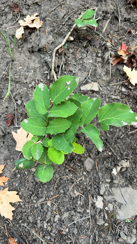 creeping mahonia