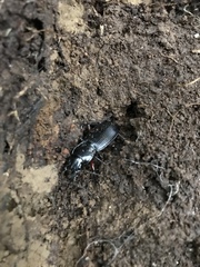 Plocamostethus planiusculus