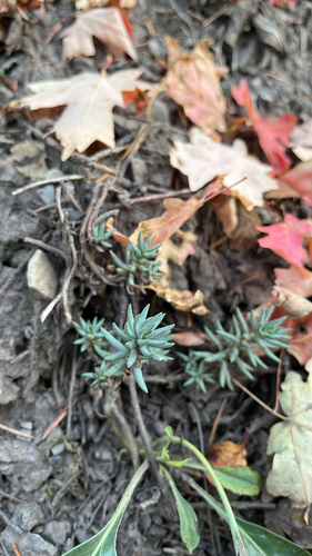 Lanceleaf Stonecrop
