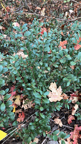 Oregon Boxwood