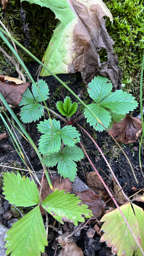 woodland strawberry